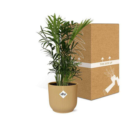 Bergpalme – Chamaedorea Elegans – pflegeleichte Zimmerpflanze im Topf Vibes Fold 14cm Gelb – luftreinigend & dekorativ (Plant) kaufen bei Linkreich – Jetzt entdecken!