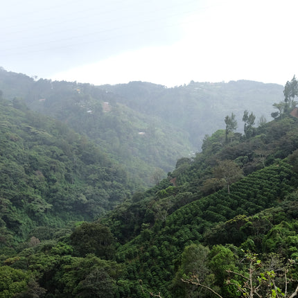 Filter Coffee - Jorge Vásquez - Catuai Natural