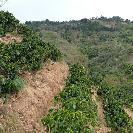 Filter Coffee - Jorge Vásquez - Catuai Natural