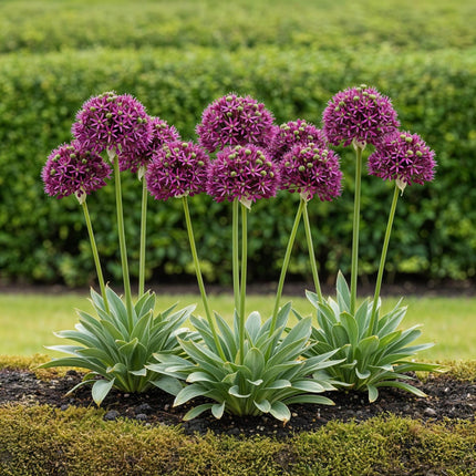Blumenzwiebeln Allium Miami – Lila – 15 Stück – Zwiebelgröße 10/11 – Zierlauch für Garten & Balkon – Blüte Mai bis Juni – Winterharte Staude 60 - 80cm (Plant) kaufen bei Linkreich – Jetzt entdecken!