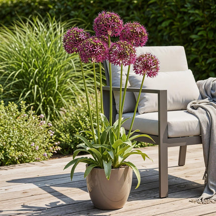 Blumenzwiebeln Allium Miami – Lila – 15 Stück – Zwiebelgröße 10/11 – Zierlauch für Garten & Balkon – Blüte Mai bis Juni – Winterharte Staude 60 - 80cm (Plant) kaufen bei Linkreich – Jetzt entdecken!
