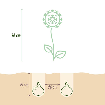Blumenzwiebeln Allium Miami – Lila – 15 Stück – Zwiebelgröße 10/11 – Zierlauch für Garten & Balkon – Blüte Mai bis Juni – Winterharte Staude 60 - 80cm (Plant) kaufen bei Linkreich – Jetzt entdecken!