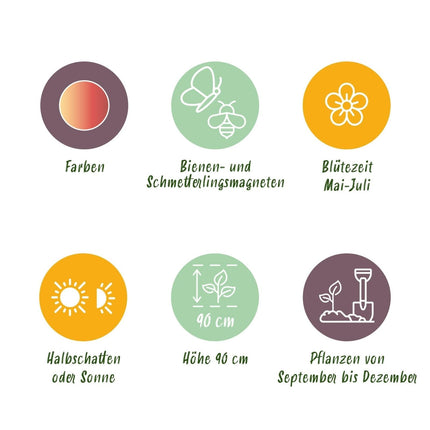 Blumenzwiebeln Allium Siculum – 30 Stück – Rosa Mediterraner Zierlauch – Für Beet, Balkon & Terrasse – Pflegeleicht & robust (Plant) kaufen bei Linkreich – Jetzt entdecken!