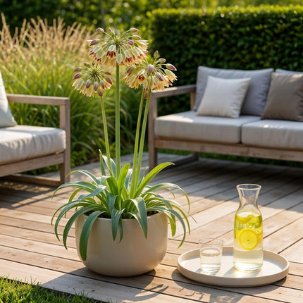 Blumenzwiebeln Allium Siculum – 30 Stück – Rosa Mediterraner Zierlauch – Für Beet, Balkon & Terrasse – Pflegeleicht & robust (Plant) kaufen bei Linkreich – Jetzt entdecken!