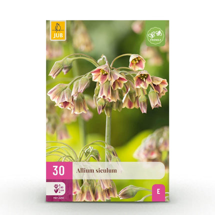 Blumenzwiebeln Allium Siculum – 30 Stück – Rosa Mediterraner Zierlauch – Für Beet, Balkon & Terrasse – Pflegeleicht & robust (Plant) kaufen bei Linkreich – Jetzt entdecken!