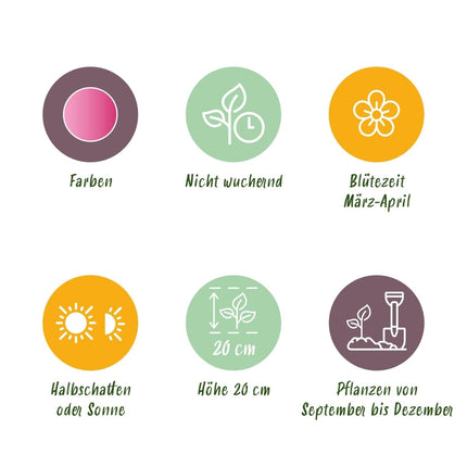 Blumenzwiebeln Corydalis Beth Evans – 20 Stück – Zarte Frühlingsblumen in Rosa - Lila – Für Beet, Balkon & Terrasse – Pflegeleicht (Plant) kaufen bei Linkreich – Jetzt entdecken!