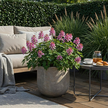 Blumenzwiebeln Corydalis Beth Evans – 20 Stück – Zarte Frühlingsblumen in Rosa - Lila – Für Beet, Balkon & Terrasse – Pflegeleicht (Plant) kaufen bei Linkreich – Jetzt entdecken!