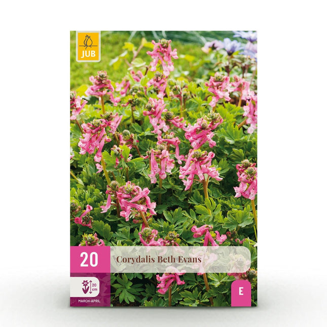 Blumenzwiebeln Corydalis Beth Evans – 20 Stück – Zarte Frühlingsblumen in Rosa - Lila – Für Beet, Balkon & Terrasse – Pflegeleicht (Plant) kaufen bei Linkreich – Jetzt entdecken!
