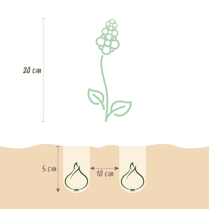 Blumenzwiebeln Corydalis Beth Evans – 20 Stück – Zarte Frühlingsblumen in Rosa - Lila – Für Beet, Balkon & Terrasse – Pflegeleicht (Plant) kaufen bei Linkreich – Jetzt entdecken!