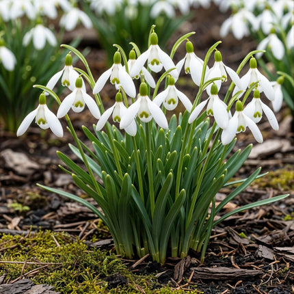 Blumenzwiebeln Galanthus Elwesii – 25 Blumenzwiebeln – Weiße Schneeglöckchen – Frühblüher für Beet, Balkon & Terrasse – Pflegeleicht (Plant) kaufen bei Linkreich – Jetzt entdecken!