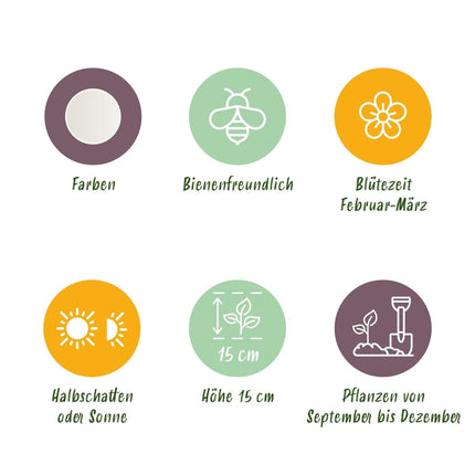 Blumenzwiebeln Galanthus Elwesii – 25 Blumenzwiebeln – Weiße Schneeglöckchen – Frühblüher für Beet, Balkon & Terrasse – Pflegeleicht (Plant) kaufen bei Linkreich – Jetzt entdecken!