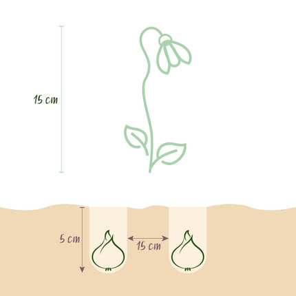 Blumenzwiebeln Galanthus Elwesii – 25 Blumenzwiebeln – Weiße Schneeglöckchen – Frühblüher für Beet, Balkon & Terrasse – Pflegeleicht (Plant) kaufen bei Linkreich – Jetzt entdecken!