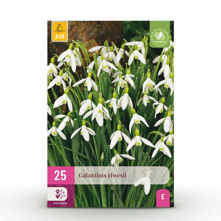 Blumenzwiebeln Galanthus Elwesii – 25 Blumenzwiebeln – Weiße Schneeglöckchen – Frühblüher für Beet, Balkon & Terrasse – Pflegeleicht (Plant) kaufen bei Linkreich – Jetzt entdecken!