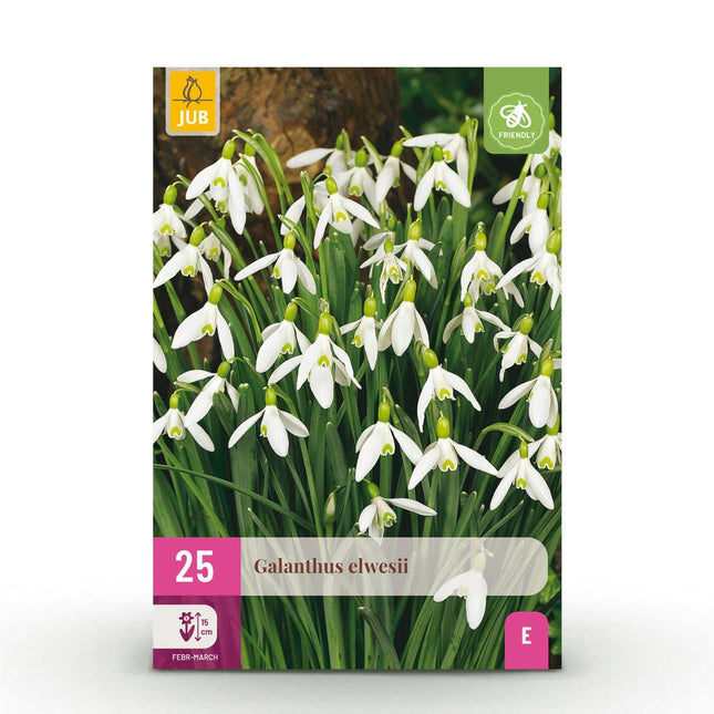 Blumenzwiebeln Galanthus Elwesii – 25 Blumenzwiebeln – Weiße Schneeglöckchen – Frühblüher für Beet, Balkon & Terrasse – Pflegeleicht (Plant) kaufen bei Linkreich – Jetzt entdecken!