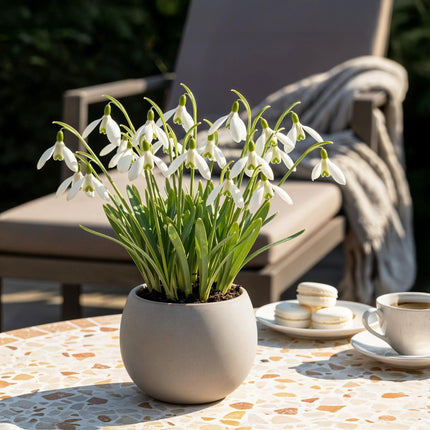 Blumenzwiebeln Galanthus Elwesii – 25 Blumenzwiebeln – Weiße Schneeglöckchen – Frühblüher für Beet, Balkon & Terrasse – Pflegeleicht (Plant) kaufen bei Linkreich – Jetzt entdecken!