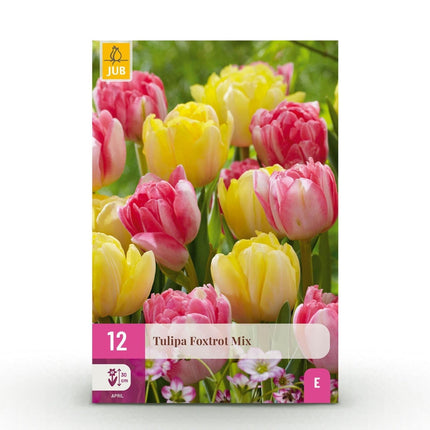 Blumenzwiebeln Tulipa Foxtrot Mix – Verschiedene Farben – 12 Stück – Zwiebelgröße 11/12 – Bunte Tulpenmischung für Garten, Balkon & Terrasse – Frühjahrsblüher (Plant) kaufen bei Linkreich – Jetzt entdecken!