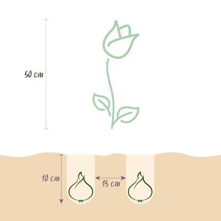 Blumenzwiebeln Tulpe Triumph Pink – 15 Stück – Rosa Tulpe – Für Beet, Balkon & Terrasse – Pflegeleicht (Plant) kaufen bei Linkreich – Jetzt entdecken!
