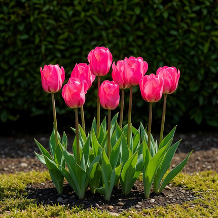 Blumenzwiebeln Tulpe Triumph Pink – 15 Stück – Rosa Tulpe – Für Beet, Balkon & Terrasse – Pflegeleicht (Plant) kaufen bei Linkreich – Jetzt entdecken!