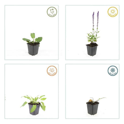 Blüten - Salbei Salvia nem. 'Mainacht' – ↕10 - 25cm – Ø9cm – 6 Pflanzen – Bienenfreundlich – Blau blühend – Sonniger Standort – Pflegeleicht (Plant) kaufen bei Linkreich – Jetzt entdecken!