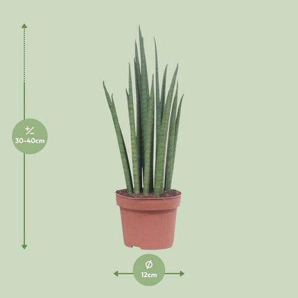 Bogenhanf – Sansevieria Mikado – Zimmerpflanze – Ø12cm – ↕40cm – Schwiegermutterzunge – pflegeleichte grüne Pflanze mit schwertförmigen Blättern – luftreinigend & dekorativ für Zuhause und Büro (Plant) kaufen bei Linkreich – Jetzt entdecken!