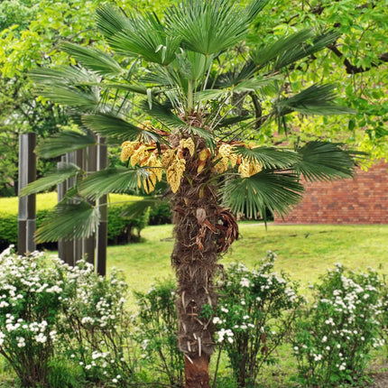 Trachycarpus wagnerianus - Wagner Hanfpalme aus Freilandzucht