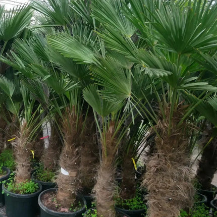 Trachycarpus wagnerianus - Wagner Hanfpalme aus Freilandzucht