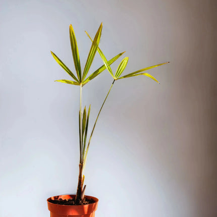 Trachycarpus fortunei - Chinesische Hanfpalme aus Freilandzucht
