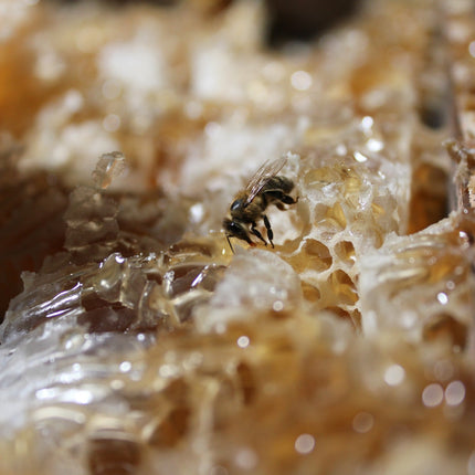 Leatherwood Honey 250g – Tasmanian Raw Honey, Cold Extracted, Natural