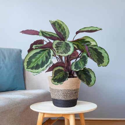 Calathea Medaillon 65cm – Korbmarante Zimmerpflanze Ø21cm im schwarzen Jutekorb Lissabon – tropische Grünpflanze mit dekorativen Blättern (Plant) kaufen bei Linkreich – Jetzt entdecken!