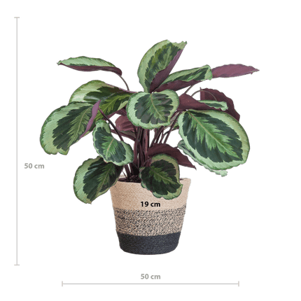 Calathea Medaillon 65cm – Korbmarante Zimmerpflanze Ø21cm im schwarzen Jutekorb Lissabon – tropische Grünpflanze mit dekorativen Blättern (Plant) kaufen bei Linkreich – Jetzt entdecken!
