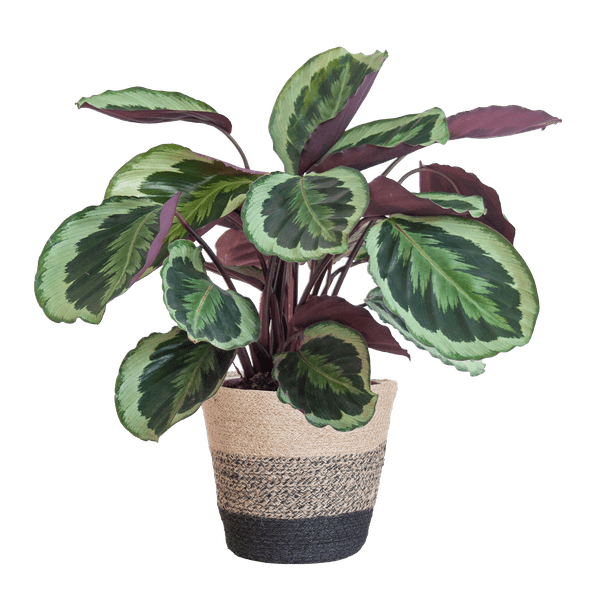 Calathea Medaillon 65cm – Korbmarante Zimmerpflanze Ø21cm im schwarzen Jutekorb Lissabon – tropische Grünpflanze mit dekorativen Blättern (Plant) kaufen bei Linkreich – Jetzt entdecken!