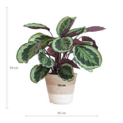 Calathea Medaillon – Korbmarante Ø19cm – ca. 65cm hoch – Zimmerpflanze mit dekorativen Blättern – inkl. Pflanzkorb Lissabon Weiß aus nachhaltiger Jute – Tropische Blattschmuckpflanze für Wohnzimmer & Büro (Plant) kaufen bei Linkreich – Jetzt entdecken!
