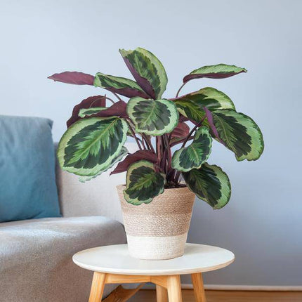 Calathea Medaillon – Korbmarante Ø19cm – ca. 65cm hoch – Zimmerpflanze mit dekorativen Blättern – inkl. Pflanzkorb Lissabon Weiß aus nachhaltiger Jute – Tropische Blattschmuckpflanze für Wohnzimmer & Büro (Plant) kaufen bei Linkreich – Jetzt entdecken!