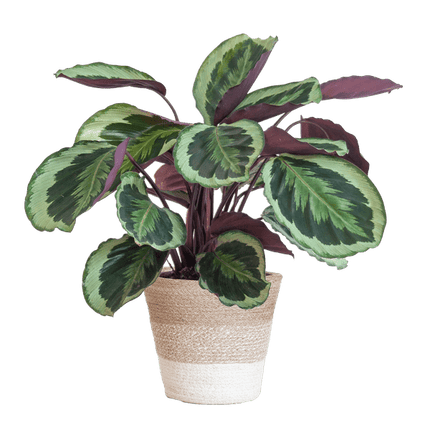 Calathea Medaillon – Korbmarante Ø19cm – ca. 65cm hoch – Zimmerpflanze mit dekorativen Blättern – inkl. Pflanzkorb Lissabon Weiß aus nachhaltiger Jute – Tropische Blattschmuckpflanze für Wohnzimmer & Büro (Plant) kaufen bei Linkreich – Jetzt entdecken!
