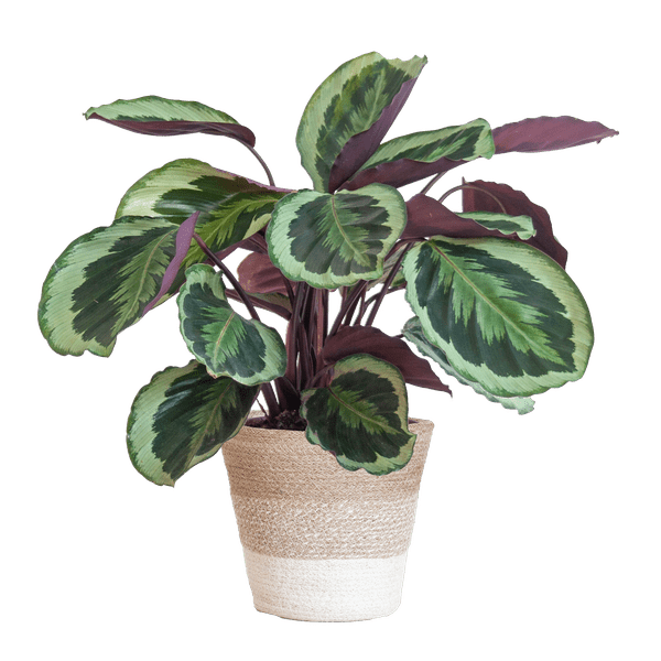 Calathea Medaillon – Korbmarante Ø19cm – ca. 65cm hoch – Zimmerpflanze mit dekorativen Blättern – inkl. Pflanzkorb Lissabon Weiß aus nachhaltiger Jute – Tropische Blattschmuckpflanze für Wohnzimmer & Büro (Plant) kaufen bei Linkreich – Jetzt entdecken!