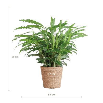 Calathea Rufibarba Korbmarante – Zimmerpflanze Ø17cm – ca. 55cm hoch – samtige Blätter – inkl. Korb Sofia Natur Seegras (Plant) kaufen bei Linkreich – Jetzt entdecken!