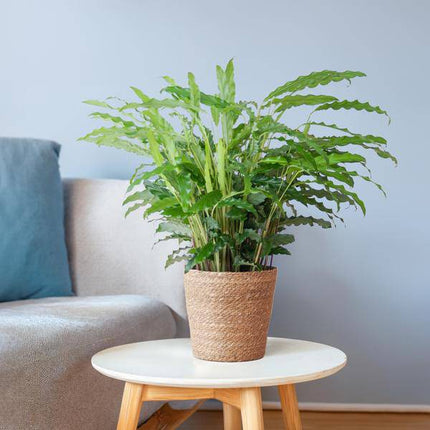 Calathea Rufibarba Korbmarante – Zimmerpflanze Ø17cm – ca. 55cm hoch – samtige Blätter – inkl. Korb Sofia Natur Seegras (Plant) kaufen bei Linkreich – Jetzt entdecken!