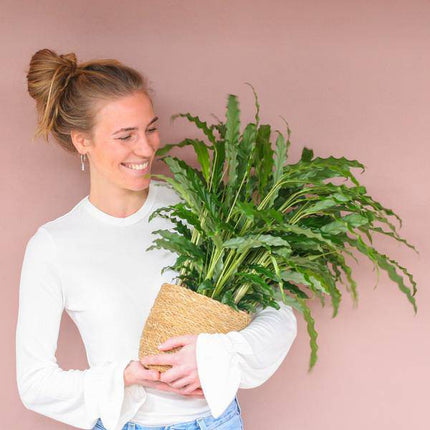 Calathea Rufibarba Korbmarante – Zimmerpflanze Ø17cm – ca. 55cm hoch – samtige Blätter – inkl. Korb Sofia Natur Seegras (Plant) kaufen bei Linkreich – Jetzt entdecken!