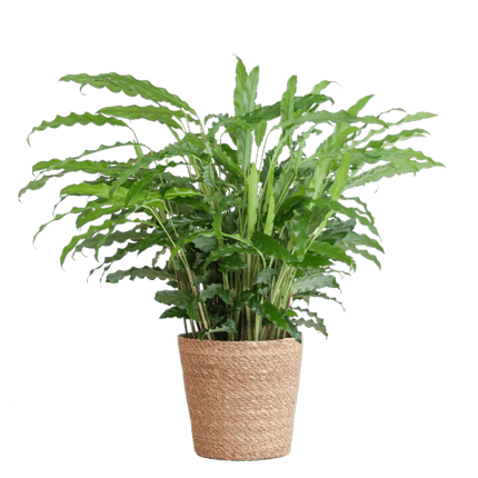 Calathea Rufibarba Korbmarante – Zimmerpflanze Ø17cm – ca. 55cm hoch – samtige Blätter – inkl. Korb Sofia Natur Seegras (Plant) kaufen bei Linkreich – Jetzt entdecken!