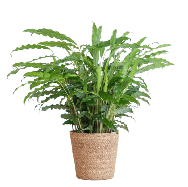 Calathea Rufibarba Korbmarante – Zimmerpflanze Ø17cm – ca. 55cm hoch – samtige Blätter – inkl. Korb Sofia Natur Seegras (Plant) kaufen bei Linkreich – Jetzt entdecken!