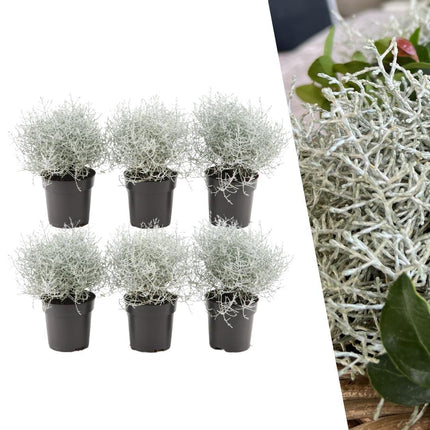 Calocephalus (Gitterkraut) – 6 Pflanzen Ø10cm – Höhe ca. 15cm – Set winterharter Gartenpflanzen in silbergrau – Pflegeleichte Herbst - & Ganzjahrespflanze für Grabbepflanzung, Gartenbeete & Kübel (Plant) kaufen bei Linkreich – Jetzt entdecken!