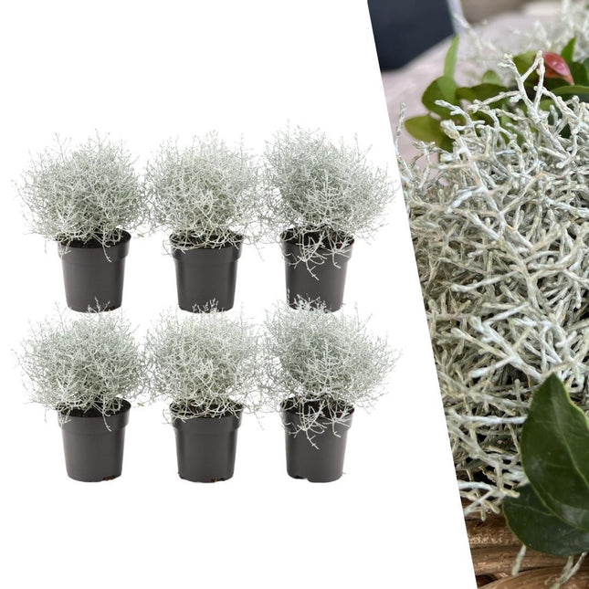 Calocephalus (Gitterkraut) – 6 Pflanzen Ø10cm – Höhe ca. 15cm – Set winterharter Gartenpflanzen in silbergrau – Pflegeleichte Herbst - & Ganzjahrespflanze für Grabbepflanzung, Gartenbeete & Kübel (Plant) kaufen bei Linkreich – Jetzt entdecken!