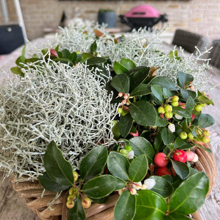 Calocephalus (Gitterkraut) – 6 Pflanzen Ø10cm – Höhe ca. 15cm – Set winterharter Gartenpflanzen in silbergrau – Pflegeleichte Herbst - & Ganzjahrespflanze für Grabbepflanzung, Gartenbeete & Kübel (Plant) kaufen bei Linkreich – Jetzt entdecken!