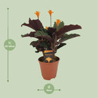 ↨40 – 50cm・⌀14cm・Sorte 'Crocata'