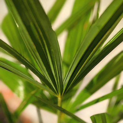 Trachycarpus fortunei - Chinesische Hanfpalme aus Freilandzucht