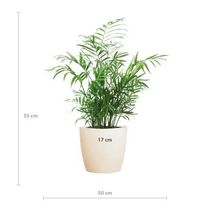 Chamadorea Elegans Mexikanische Bergpalme – Zimmerpflanze ca. 55cm – Ø17cm – Im nachhaltigen Viber Weiß Topf – Elegante, pflegeleichte Zimmerpalme (Plant) kaufen bei Linkreich – Jetzt entdecken!