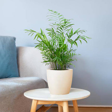 Chamadorea Elegans Mexikanische Bergpalme – Zimmerpflanze ca. 55cm – Ø17cm – Im nachhaltigen Viber Weiß Topf – Elegante, pflegeleichte Zimmerpalme (Plant) kaufen bei Linkreich – Jetzt entdecken!