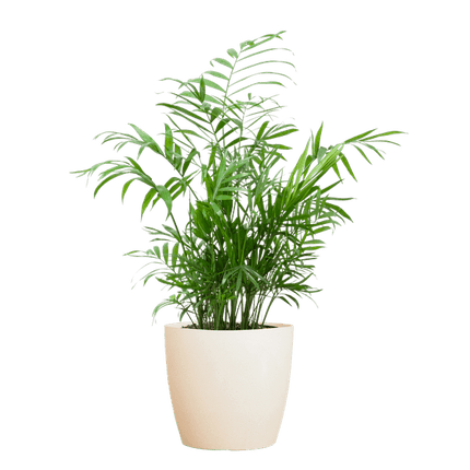 Chamadorea Elegans Mexikanische Bergpalme – Zimmerpflanze ca. 55cm – Ø17cm – Im nachhaltigen Viber Weiß Topf – Elegante, pflegeleichte Zimmerpalme (Plant) kaufen bei Linkreich – Jetzt entdecken!