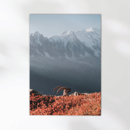 Ibex at Sunrise Print – Chamonix Wildlife and Mont Blanc Wall Art