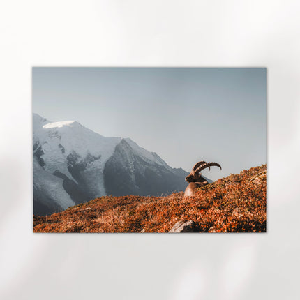 Ibex at Sunrise Wall Art – Chamonix Mont Blanc Wildlife Print